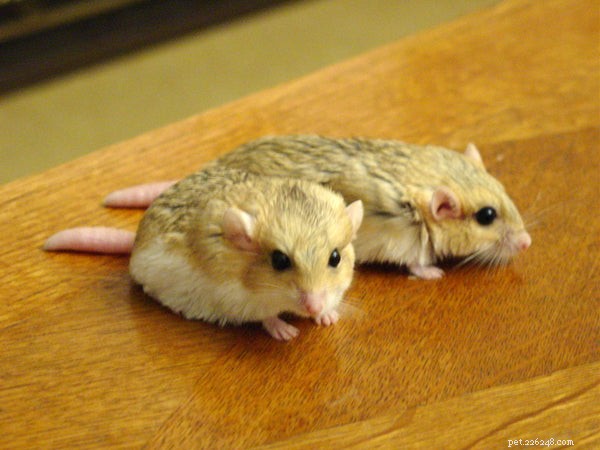 Fat‑Tailed Gerbil: The Small, Playful Pet for Your Family