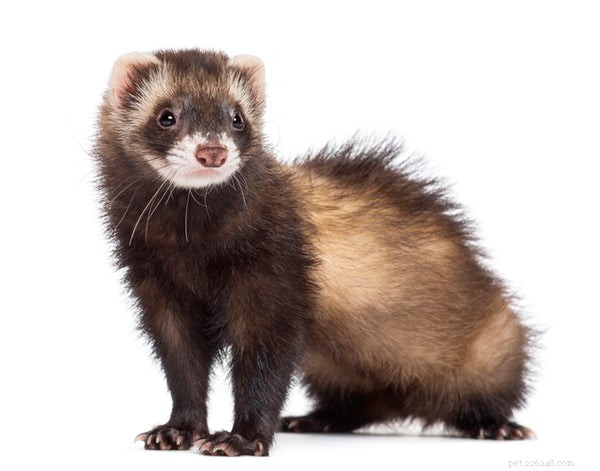 Comprehensive Guide to Caring for Your Ferret: Tips & Best Practices