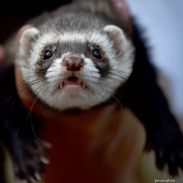 Comprehensive Guide to Caring for Your Ferret: Tips & Best Practices