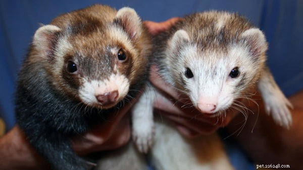 Comprehensive Guide to Caring for Your Ferret: Tips & Best Practices