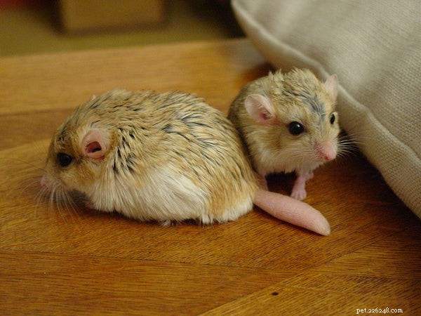 Fat‑Tailed Gerbil: The Small, Playful Pet for Your Family