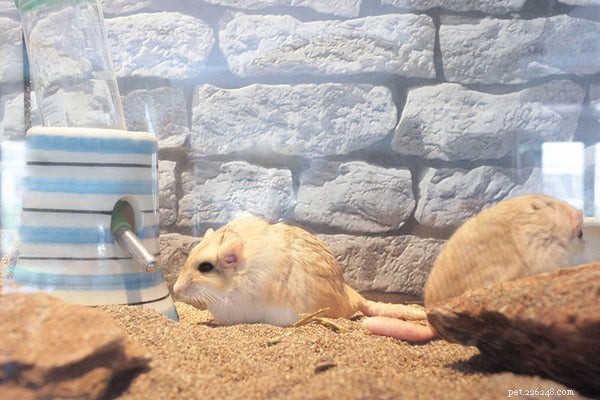 Fat‑Tailed Gerbil: The Small, Playful Pet for Your Family