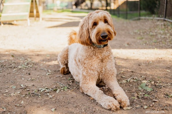 Choosing the Ideal Dog Food for Goldendoodles: Health & Happiness