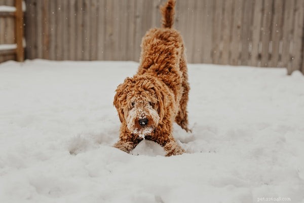 Choosing the Ideal Dog Food for Goldendoodles: Health & Happiness