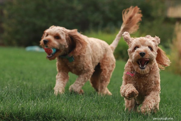 Choosing the Ideal Dog Food for Goldendoodles: Health & Happiness