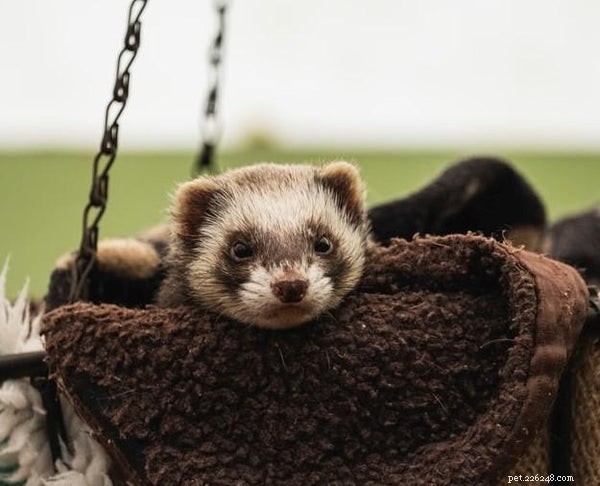 Why Ferrets Make Excellent Pets: 10 Compelling Reasons
