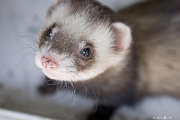 Why Ferrets Make Excellent Pets: 10 Compelling Reasons