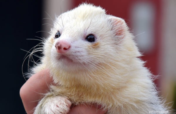 Why Ferrets Make Excellent Pets: 10 Compelling Reasons
