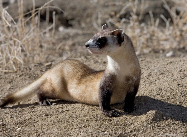 Why Ferrets Make Excellent Pets: 10 Compelling Reasons