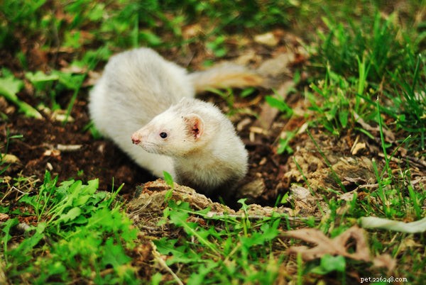 Why Ferrets Make Excellent Pets: 10 Compelling Reasons