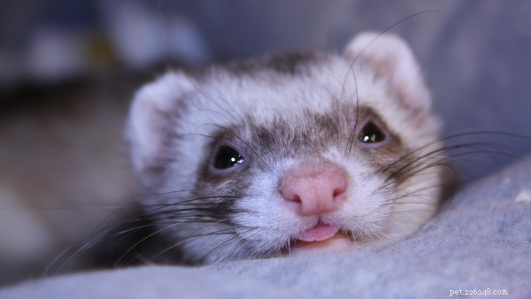 Why Ferrets Make Excellent Pets: 10 Compelling Reasons