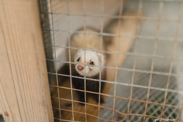 Why Ferrets Make Excellent Pets: 10 Compelling Reasons