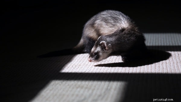 Why Ferrets Make Excellent Pets: 10 Compelling Reasons