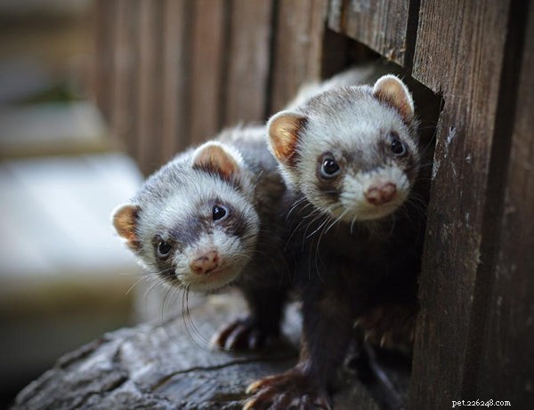 Why Ferrets Make Excellent Pets: 10 Compelling Reasons