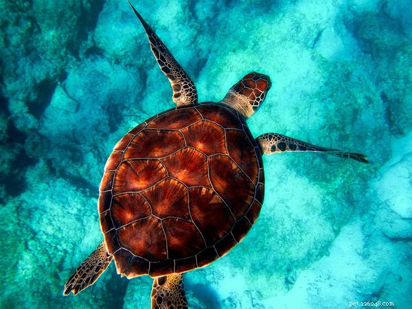 Do Turtles Hibernate? Expert Insights into Their Winter Survival