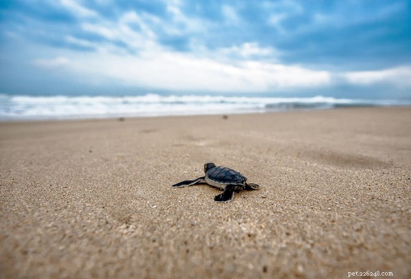 Do Turtles Hibernate? Expert Insights into Their Winter Survival