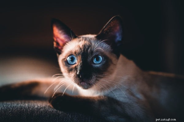 The Ultimate Guide to Naming Your Siamese Cat