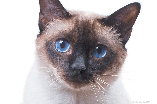 The Ultimate Guide to Naming Your Siamese Cat