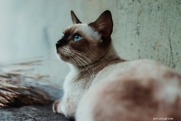 The Ultimate Guide to Naming Your Siamese Cat