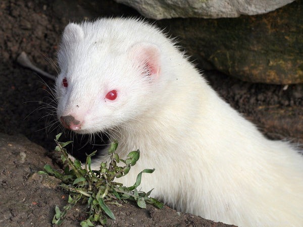 Understanding Ferret Types: Size, Color, and Pattern Guide