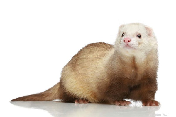 Understanding Ferret Types: Size, Color, and Pattern Guide