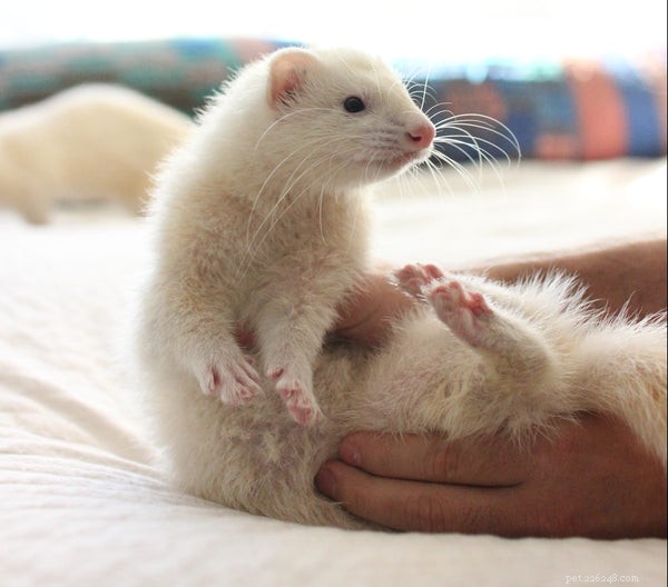Understanding Ferret Types: Size, Color, and Pattern Guide