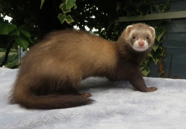 Understanding Ferret Types: Size, Color, and Pattern Guide
