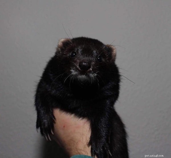 Understanding Ferret Types: Size, Color, and Pattern Guide