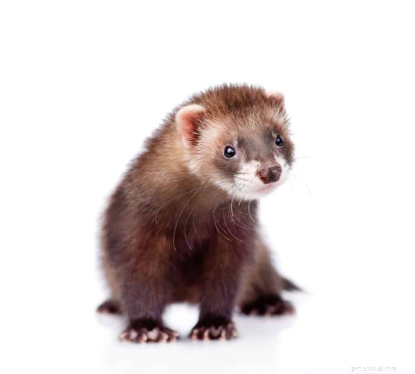 Understanding Ferret Types: Size, Color, and Pattern Guide