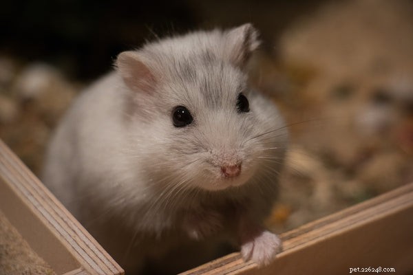 Understanding Hamster Hibernation: Signs, Prevention, and Care
