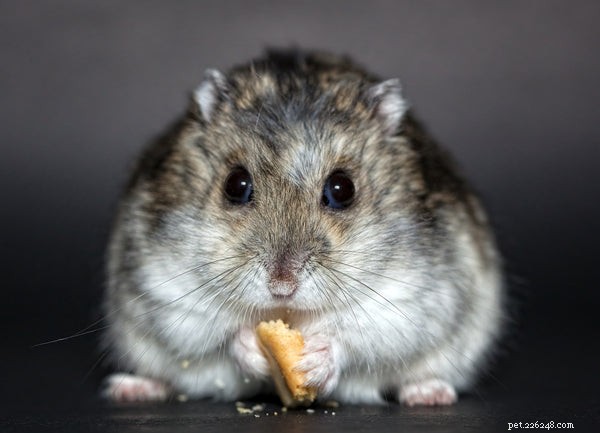 Understanding Hamster Hibernation: Signs, Prevention, and Care