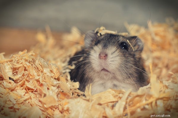 Understanding Hamster Hibernation: Signs, Prevention, and Care