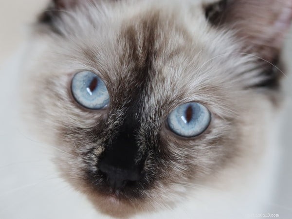 Ragdoll Cats: Are They Truly Hypoallergenic?