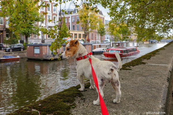 Essential Guide: 3 Key Tips Every Dog Owner Needs for Successful Walks