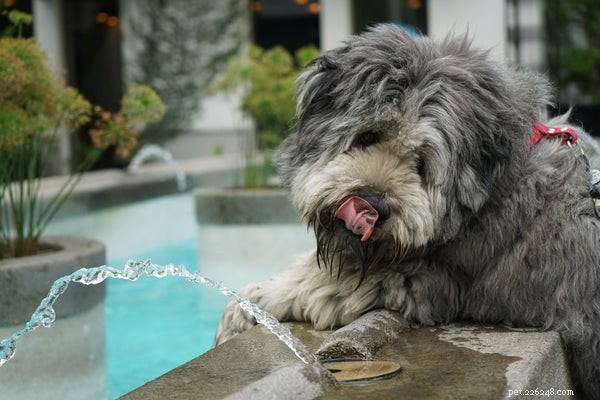 Essential Guide: 3 Key Tips Every Dog Owner Needs for Successful Walks