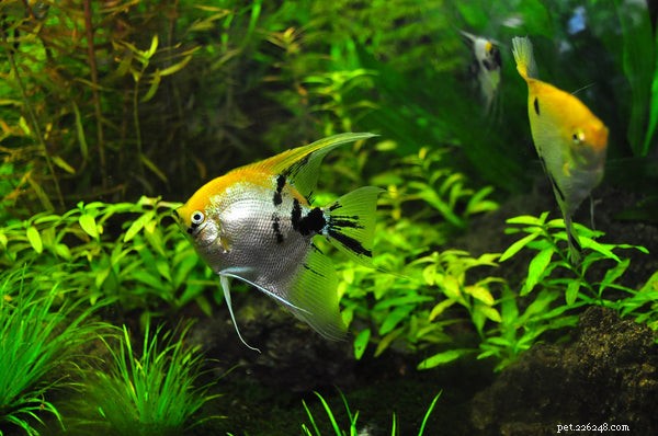 Aquaponics Fish Tank: Harmonize Plants & Fish for a Sustainable Indoor Farm