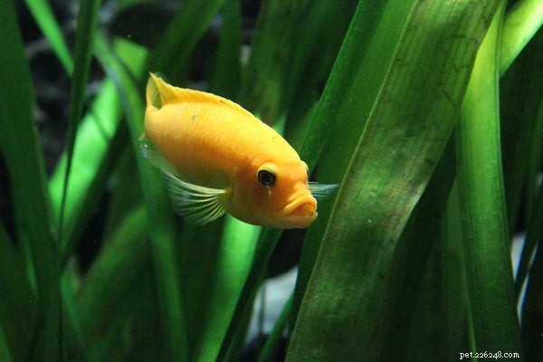 Aquaponics Fish Tank: Harmonize Plants & Fish for a Sustainable Indoor Farm