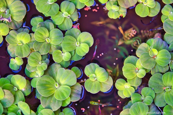 Aquaponics Fish Tank: Harmonize Plants & Fish for a Sustainable Indoor Farm