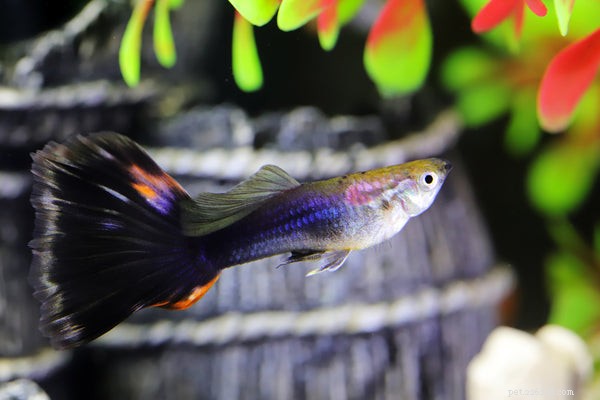 Aquaponics Fish Tank: Harmonize Plants & Fish for a Sustainable Indoor Farm