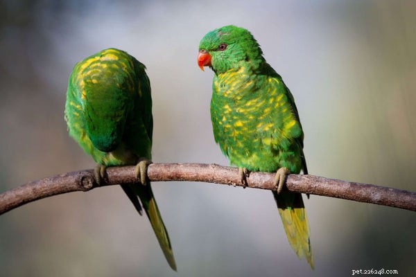Discover the 5 Most Popular Lorikeet Species for Your Pet Collection