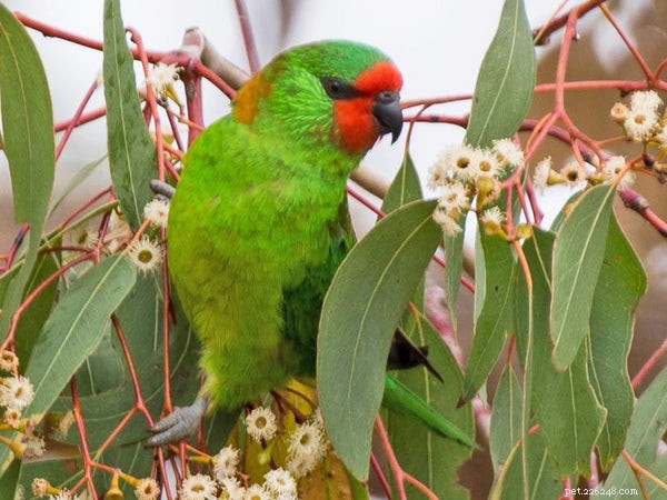 Discover the 5 Most Popular Lorikeet Species for Your Pet Collection