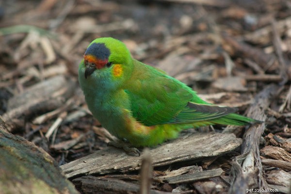 Discover the 5 Most Popular Lorikeet Species for Your Pet Collection