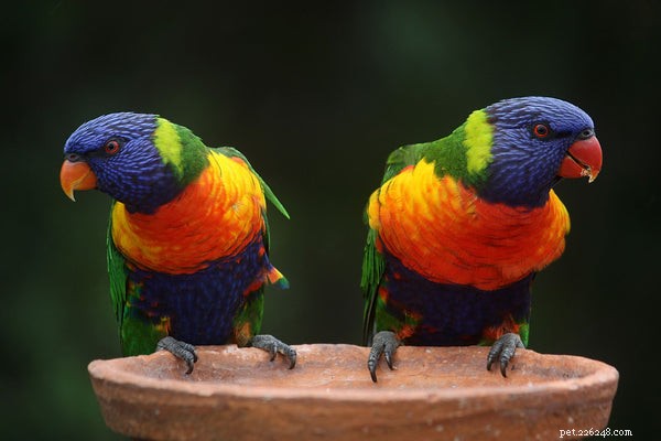 Discover the 5 Most Popular Lorikeet Species for Your Pet Collection
