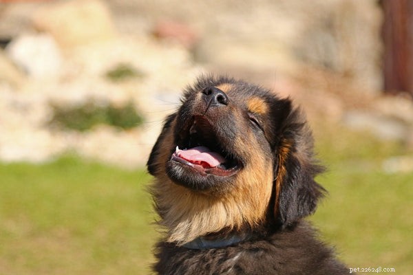 Essential Guide to Dog Tracking Devices: Protecting Your Pet with the Best GPS Collars