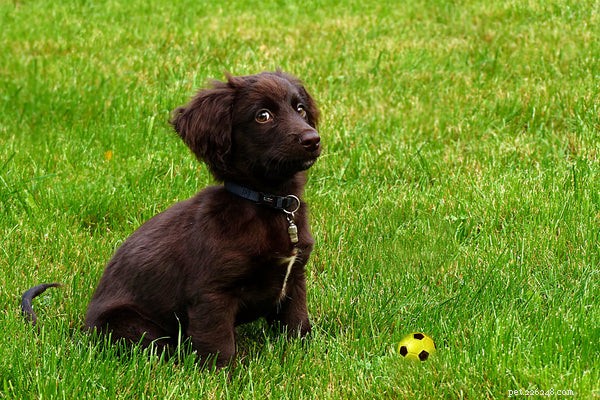 Essential Guide to Dog Tracking Devices: Protecting Your Pet with the Best GPS Collars