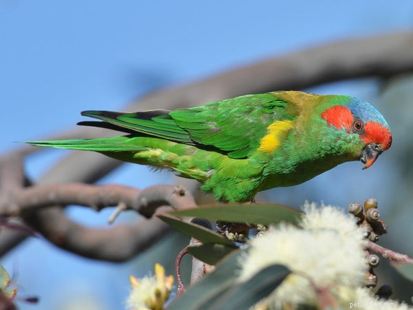 Discover the 5 Most Popular Lorikeet Species for Your Pet Collection
