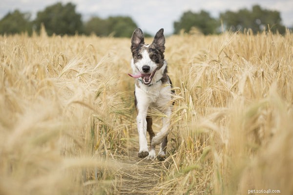 Essential Guide to Dog Tracking Devices: Protecting Your Pet with the Best GPS Collars