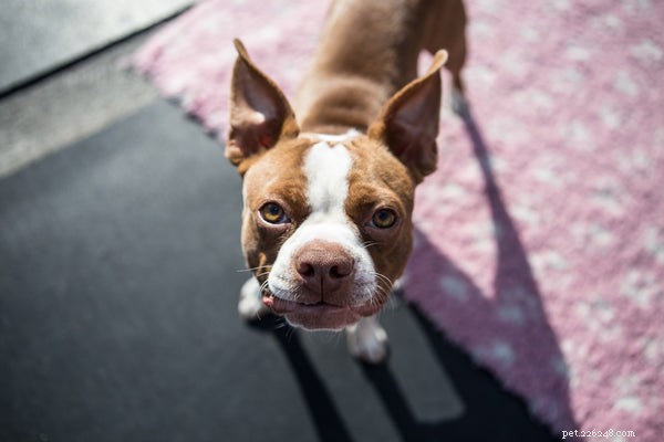 Essential Guide to Dog Tracking Devices: Protecting Your Pet with the Best GPS Collars