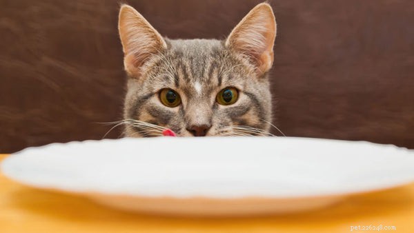 Premium Senior Cat Food: Nutrition for Your Aging Feline