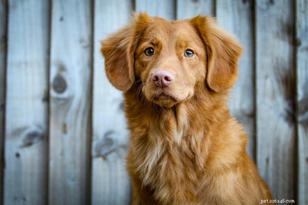 When to Seek Veterinary Care for Your Companion Pet